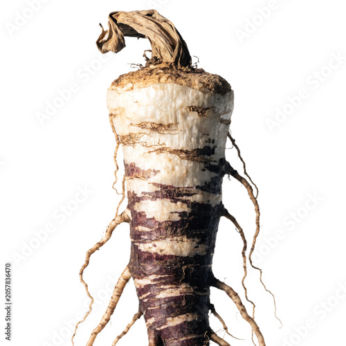 Horseradish isolated on a transparent background