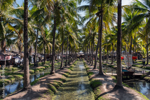 Obraz na płótnie Long scenic avenue lined with tall palm trees decorated with red lanterns at Coconut Market in Chiang Mai