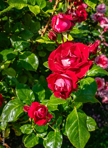 Details Red Roses