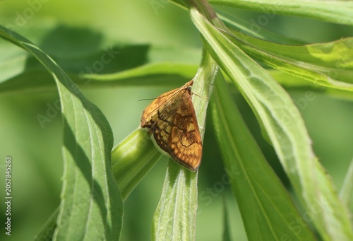 Foto Anania verbascalis (golden pearl) moth