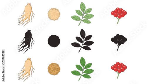 Valokuva Ginseng root, textured wood slice, pinnate leaves, and red berry cluster shown in outline, silhouette, and color styles