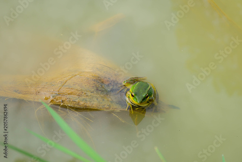 frog macro shoot
