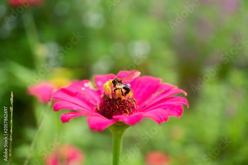 bee on a flower
