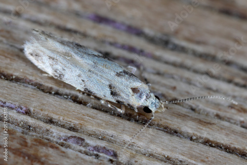Φωτογραφία Carpatolechia alburnella, the suffused groundling, is a moth of the family Gelechiidae