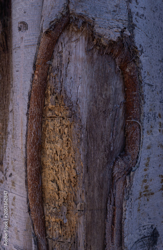 Dark Weathered Wood Grain Texture Background with Natural Organic Patterns