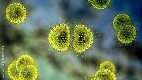 Neisseria bacteria, 3D animation showing Gram-negative diplococci associated with meningococcal disease and gonorrhoea in humans.