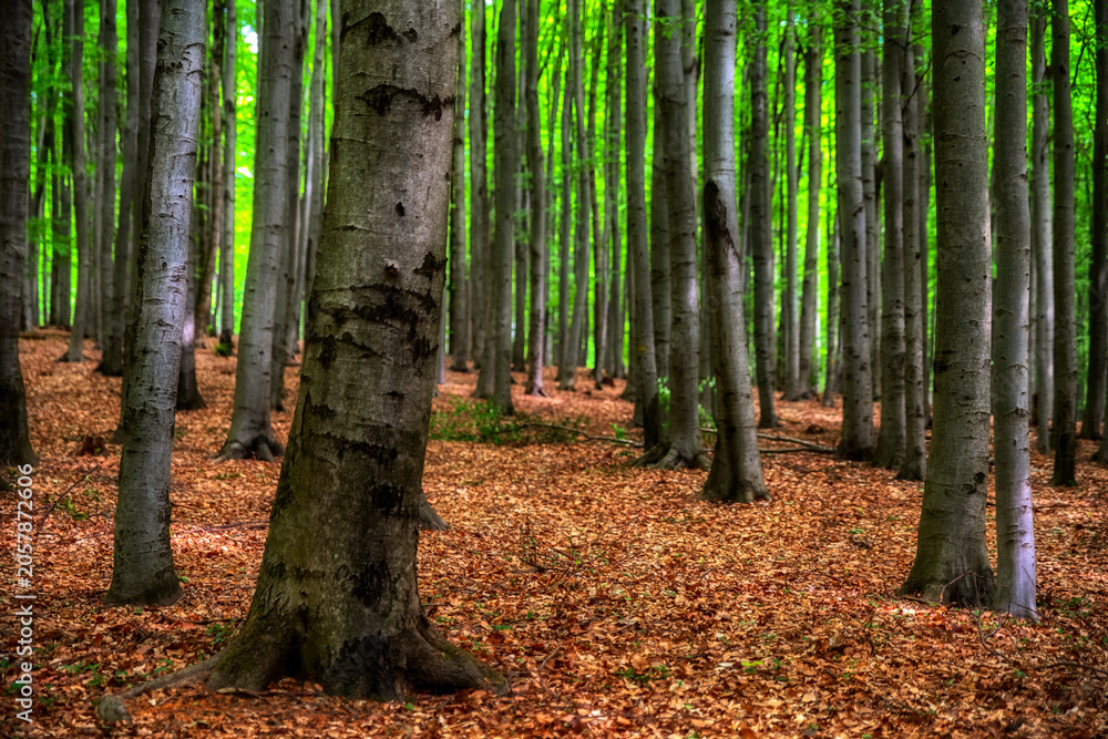 Fototapeta premium Sunlit beech forest with carpet of fallen leaves in the Little Carpathians, Slovakia