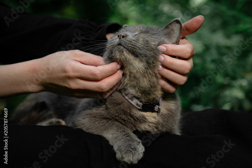 Petting cat