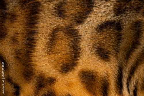 Foto Bengal cat texture