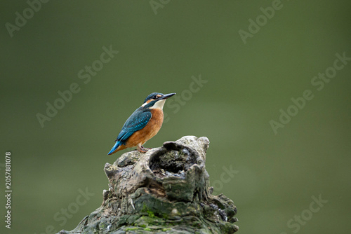 Common Kingfisher Perched on Branch with Green Natural Background