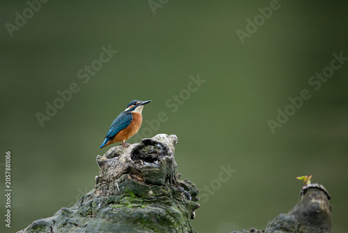 Common Kingfisher Perched on Branch with Green Natural Background