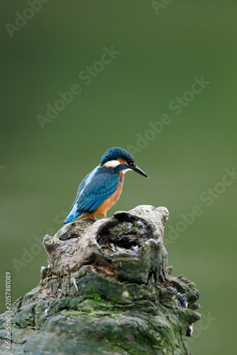 Common Kingfisher Perched on Branch with Green Natural Background