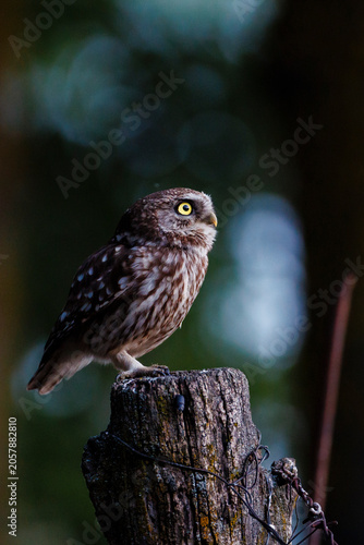 Little Owl Perched on Wooden Post at Dusk