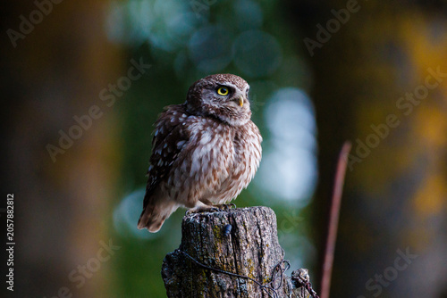 Little Owl Perched on Wooden Post at Dusk
