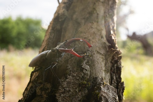 Stag Beetle Resting on Tree Trunk in Natural Habitat