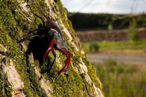 Stag Beetle Resting on Tree Trunk in Natural Habitat
