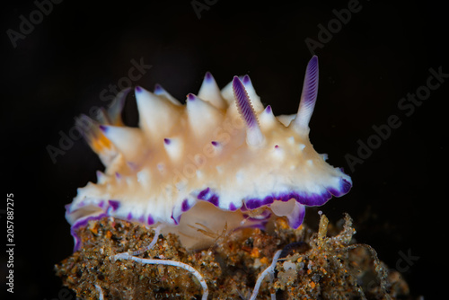 Photography Colorful bumpy Mexichromis nudibranch crawling on sandy reef in Anilao Philippin