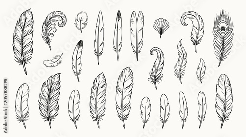 Elegant Hand drawn Outline Feather Set on White Background