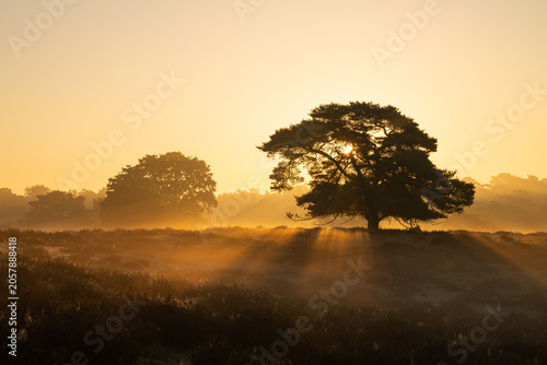 Westruper Heide, Haltern, North Rhine Westphalia, Germany