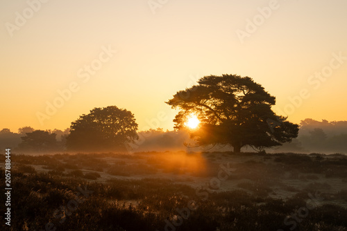 Westruper Heide, Haltern, North Rhine Westphalia, Germany