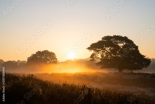 Westruper Heide, Haltern, North Rhine Westphalia, Germany