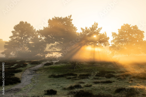 Westruper Heide, Haltern, North Rhine Westphalia, Germany