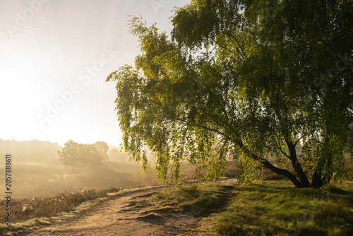 Westruper Heide, Haltern, North Rhine Westphalia, Germany