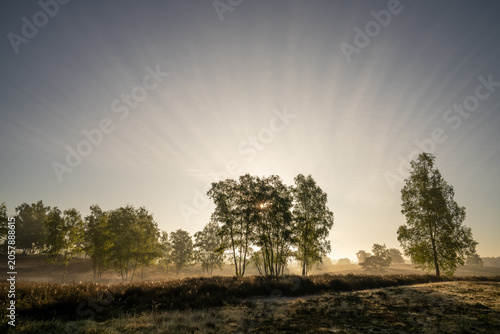 Westruper Heide, Haltern, North Rhine Westphalia, Germany