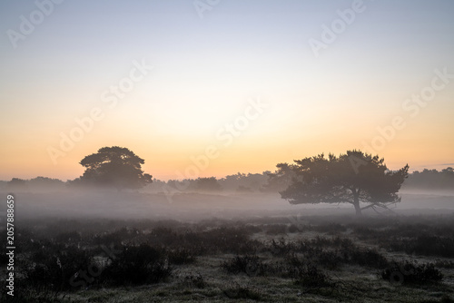 Westruper Heide, Haltern, North Rhine Westphalia, Germany