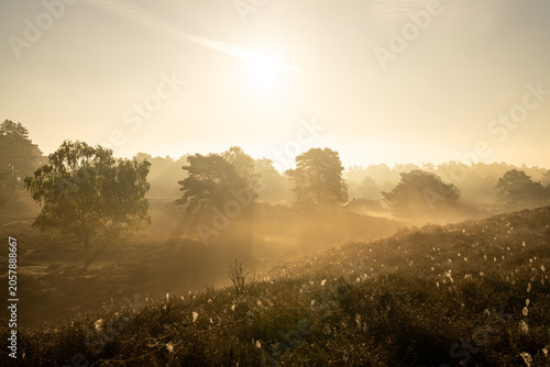 Westruper Heide, Haltern, North Rhine Westphalia, Germany