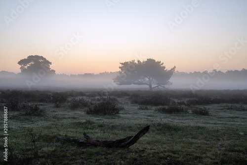 Westruper Heide, Haltern, North Rhine Westphalia, Germany