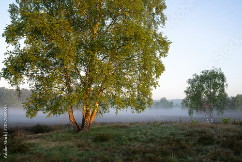 Westruper Heide, Haltern, North Rhine Westphalia, Germany