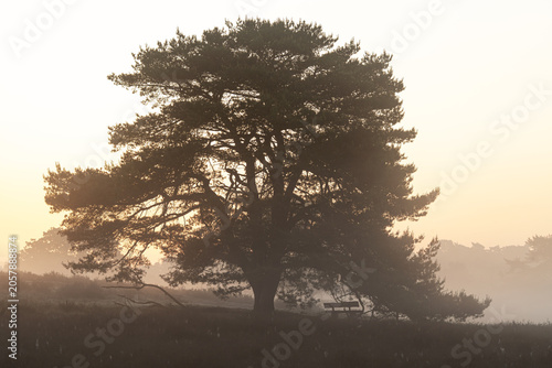Westruper Heide, Haltern, North Rhine Westphalia, Germany