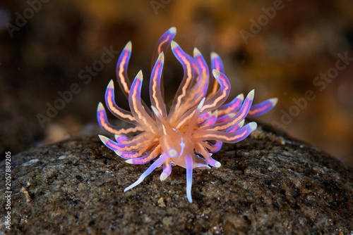 Foto Colorful Phyllodesmium opalescens nudibranch on rocky substrate in Anilao Philip