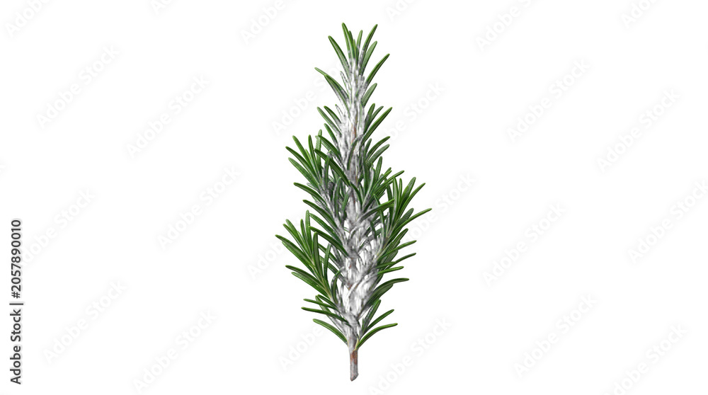 Fototapeta premium Fresh sprig of green rosemary herb with rosemary aromatic culinary ingredient seasoning fragrant nutrition botanical on transparent background