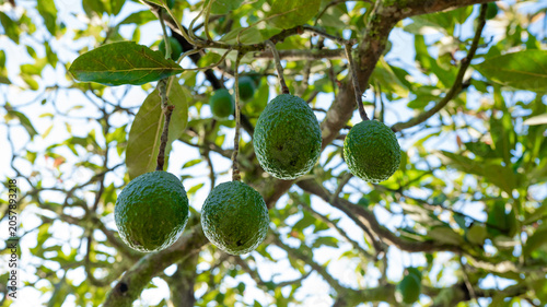 Εκτύπωση καμβά Primer plano de aguacates verdes colgando de un árbol en huerto tropical ilumina