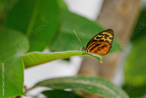 Obraz na płótnie Exotic orange and yellow butterfly with black spots on a leaf.