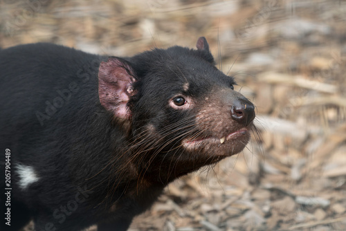 Close-up facial details, sharp canine tooth, long whiskers, coarse black fur Tasmanian Devil (Sarcophilus harrisii).  Native Australian carnivorous marsupial blurred background.