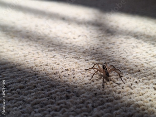 Fotografie A small brown wolf spider crawling on a textured beige carpet floor