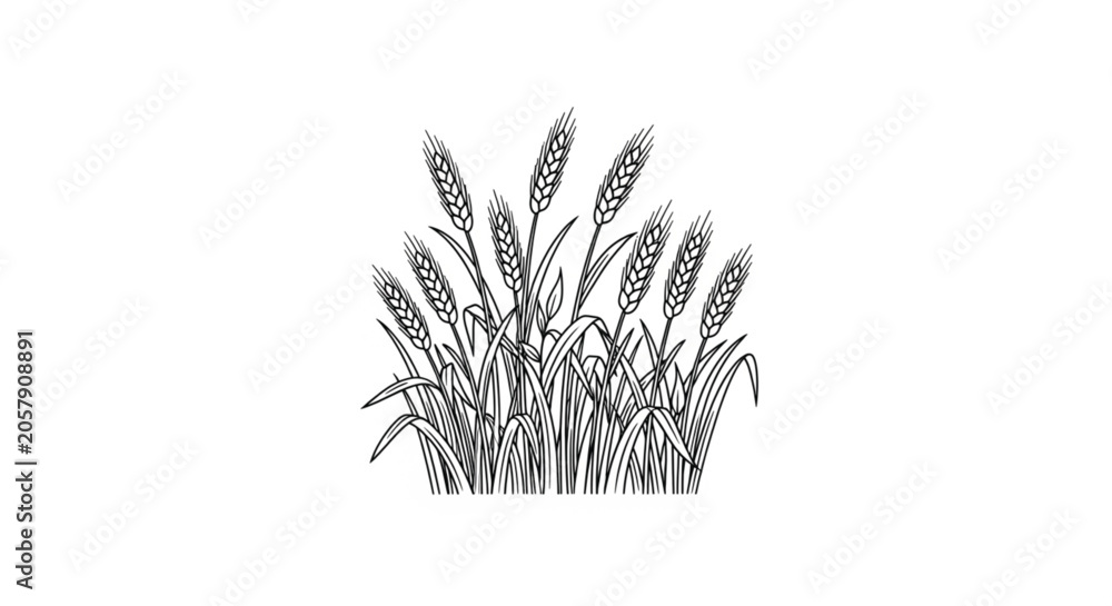 Fototapeta premium Wheat Grass Growing in Field.