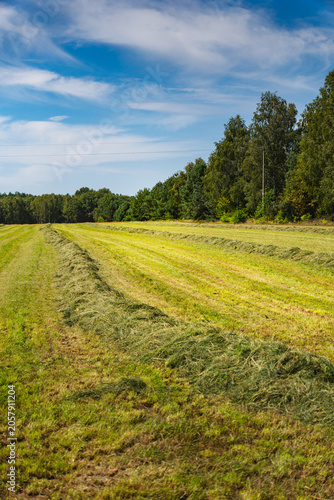 recently cut hay in a meadow during the summer