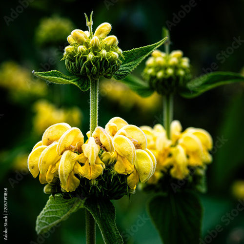 Golden Jerusalem Sage Emerging from Deep Green Foliage