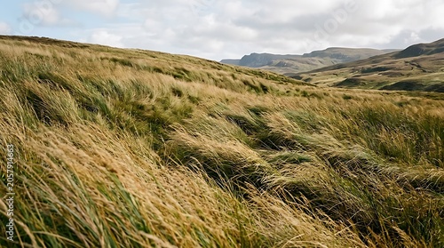 Wind blowing through golden grass on a rolling mountain landscape