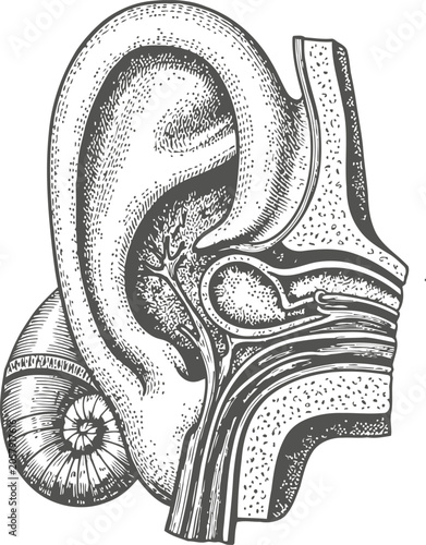 Anatomical ear cross-section with cochlea detail rendered in monochrome engraving style against a white background