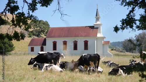 atic camera shot of grazing cows near a small rural church in Napa Valley, California. Peaceful countryside landscape featuring rolling green hills, pastoral farmland, and a calm atmosphere typical of
