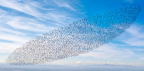 Huge swarm of starlings forming a dense dark cloud shape while flying across blue sky with wildlife photography murmuration starlings wildlife movement gathering migrating behavior