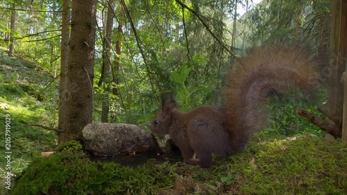 Scoiattolo rosso (Sciurus vulgaris) | Eurasian Red Squirrel Drinking and Eating Hazelnut and Chestnut 4K	
