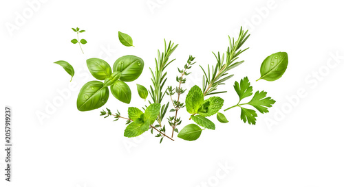 A collection of fresh green herbs on white background, leaves isolated on a transparent background