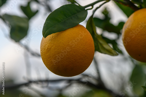 Εκτύπωση καμβά Ripening oranges dangle from lush green branches under a bright sky in a fruitfu