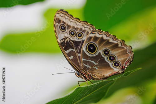 Large exotic butterfly with an eyespot on a closed wing resting on a green leaf.